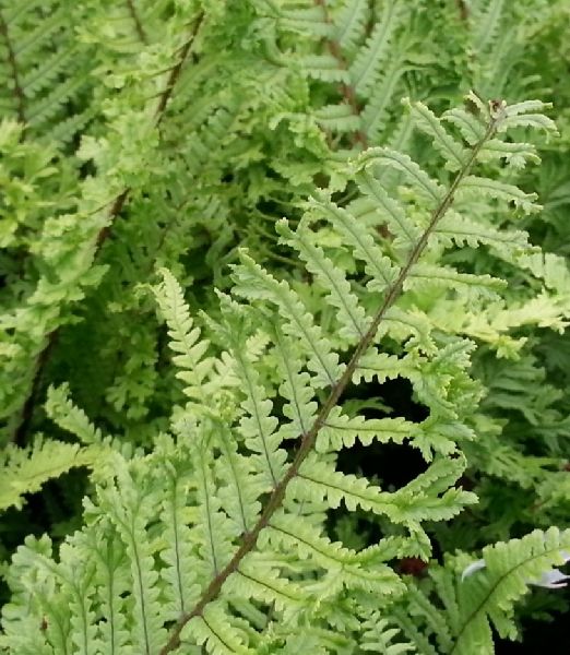 Dryopteris filix-mas Cristata